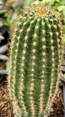 Trichocereeae