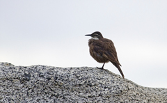 Cinclodes nigrofumosus