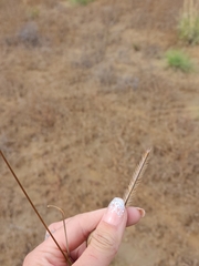Bouteloua gracilis