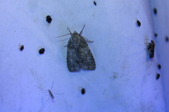 Acronicta retardata