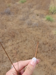 Bouteloua gracilis