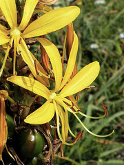 Asphodeline lutea
