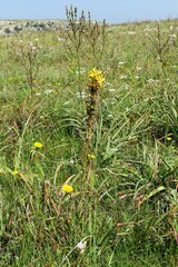 Asphodeline lutea