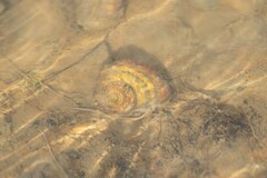 Amphibola crenata