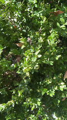 Buxus sempervirens