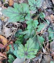 Heuchera micrantha