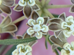 Asclepias linearis