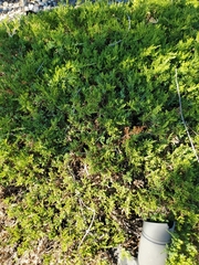 Juniperus horizontalis