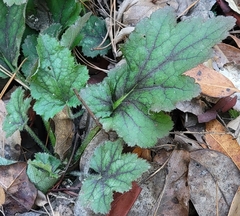 Heuchera micrantha