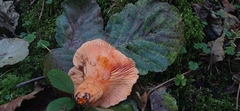 Lactarius salmonicolor