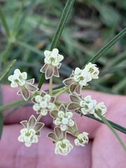 Asclepias linearis