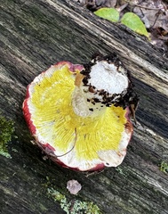 Hypomyces luteovirens