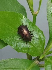 Colaspis