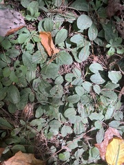 Amelanchier canadensis