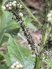 Uroleucon verbesinae