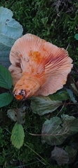 Lactarius salmonicolor
