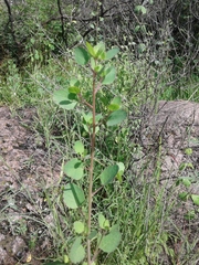 Porophyllum ruderale macrocephalum