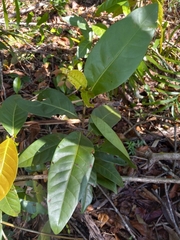 Coccoloba diversifolia