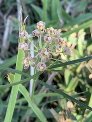 Asclepias linearis