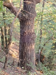 Quercus cerris