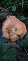 Lactarius salmonicolor