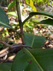 Coccoloba diversifolia