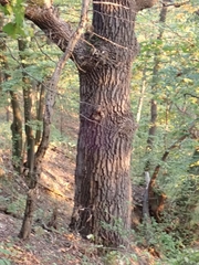 Quercus cerris