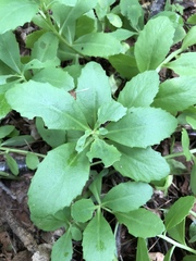 Hylotelephium telephium