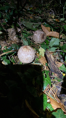 Chlorophyllum olivieri