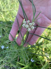Asclepias linearis