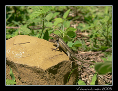 Ochoterena's Lizard photo 3