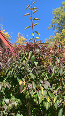 Forsythia × intermedia