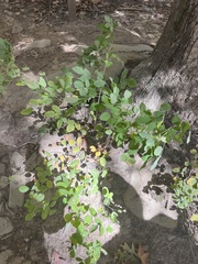Impatiens pallida