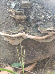 Ganoderma applanatum