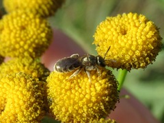 Halictus confusus