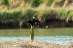 Microcarbo melanoleucos brevirostris