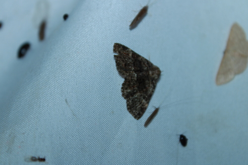 Common Fungus Moth photo 4
