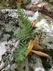 Polypodium virginianum