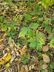 Anemone virginiana