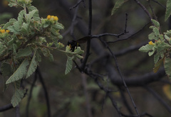 Xylocopa darwini