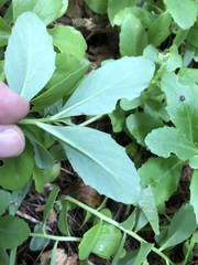 Hylotelephium telephium