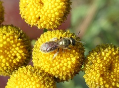 Halictus confusus