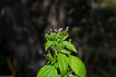 Stevia micrantha