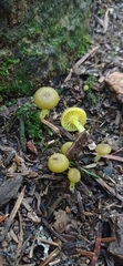 Chrysomphalina grossula