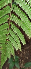 Dryopteris peranema