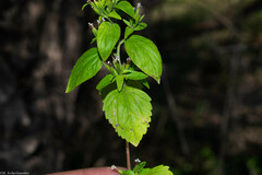 Stevia micrantha