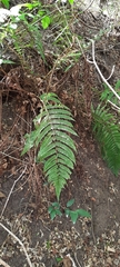 Dryopteris peranema