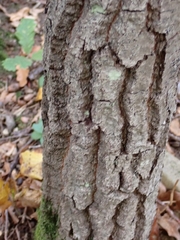 Quercus cerris