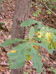 Quercus cerris