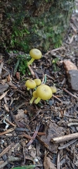 Chrysomphalina grossula